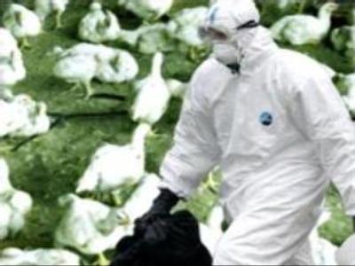 Bird flu over in Moscow region