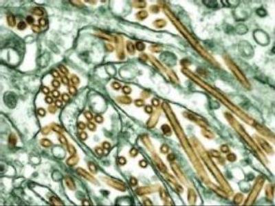 Bird flu under control: Russian vet authorities