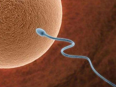 Mice mojo to lead to male birth control pill