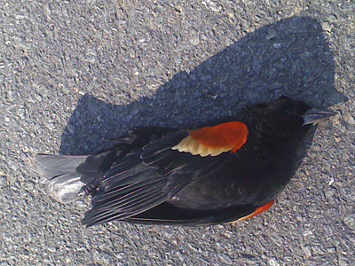 Bye-bye blackbirds: Feathered fatalities forewarn Doomsday?