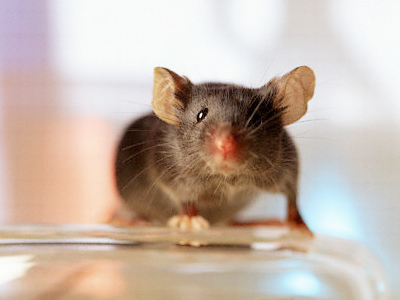 Bomb-detecting mice may foil future terrorists