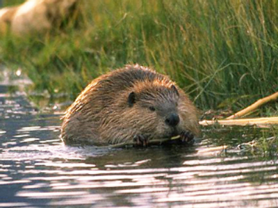 How to boo a beaver