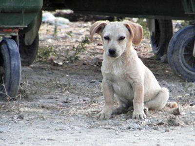 Brits dump pets in desperation