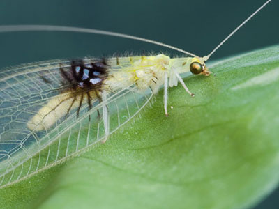 Shutterbug: New insect species discovered on Flickr