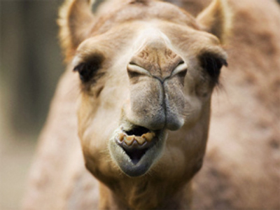 Camel “Pharaoh” comforts Siberian mourners