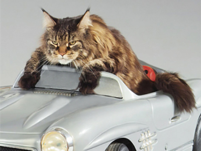 Take my cat instead!