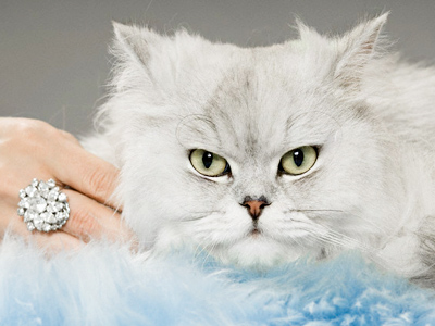 Cat burglar: pet steals owner’s gold