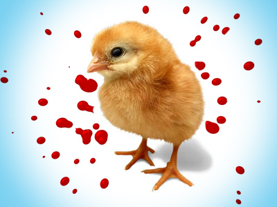 Online calls to save chicks from grim cull