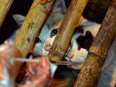 Off the menu: 600 plump cats escape slaughter after China truck crash
