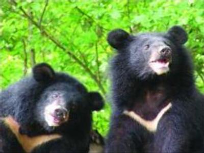 Chinese environmentalists call for bear protection