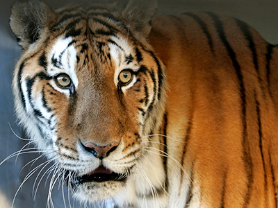 VIPeed: Circus tiger gives audience a real show