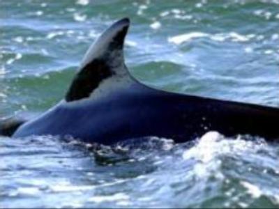 Commercial whaling ban still in force