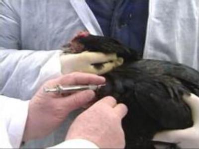 Criminal case follows bird flu outbreak in Moscow