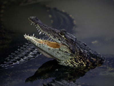 Great escape: Army and police called in as 15,000 crocodiles flee South African farm