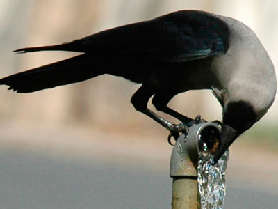 Russian angry birds: Crows 'attack' MPs cars with stones