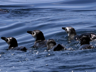 Deaths Of Hundreds Of Penguins Baffles Brazilian Scientists — RT News