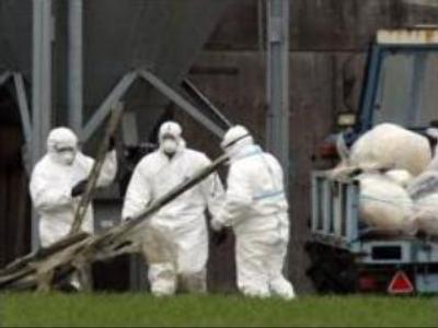 Deadly strain of avian flu confirmed in 3 more Moscow region districts