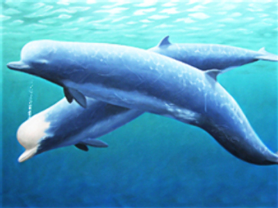 Do submarines kill whales?