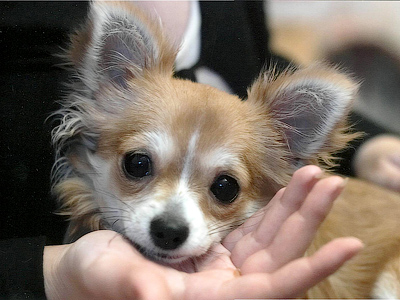 40-carat dinner for diamond-loving dog