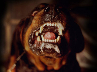Rottweilers tear kid to pieces