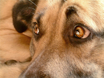 ‘Dog maniac’ arrested in Moscow