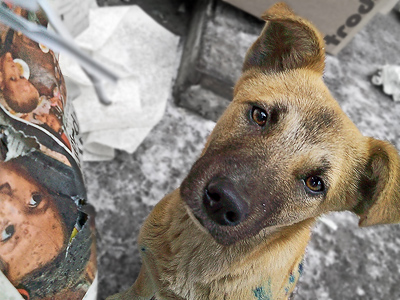 Russian region signs death sentence for 16,500 dogs
