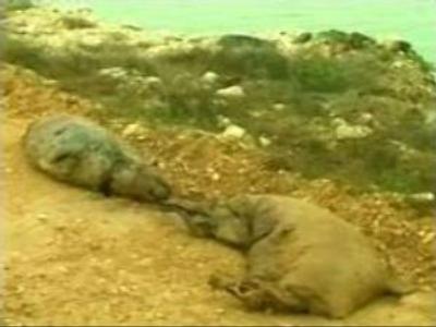 Ecologists mystified by seal deaths