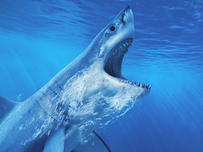 Egypt pays ex-navy captain $50,000 for arm eaten by shark