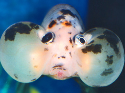 Thousands of exotic fish boiled alive in Sochi airport