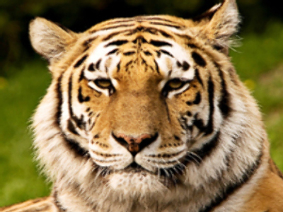 Extinction 100 times closer than expected