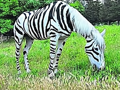 Fake zebra seized in Ukraine