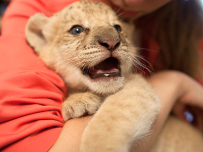 Fluffy wonder: First ever liliger born in Siberia (PHOTOS)