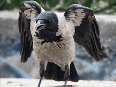“Flying squad” of crows attacks people