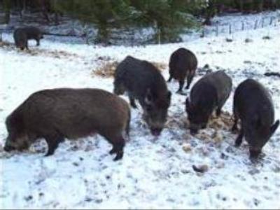 Forest animal census takes place in Bashkortostan