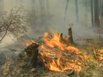 Forest fires break out in eastern Siberia