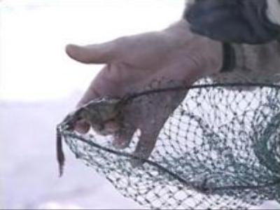Frog-hunting jeopardises eco-balance of Far East