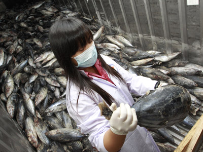 Fukushima fish carrying 258 times the 'safe' level of radiation