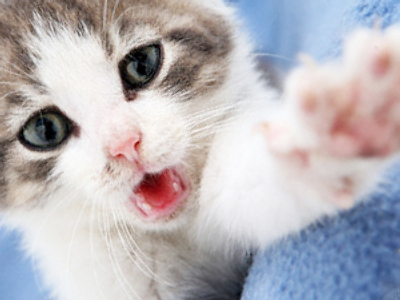 Fur flies over kitten-killing candidate