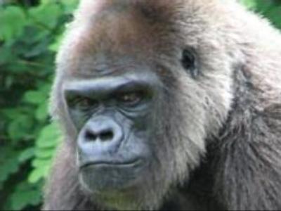 Furry runaway gets woman to hospital