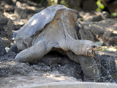 Last-of-his-kind giant Galapagos tortoise found dead
