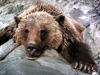 Desperate gamekeeper takes his life after killing bear