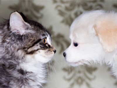 Georgian cat gives birth to puppy