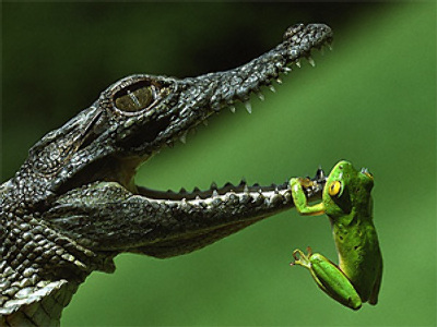 Georgia is about croc’n’frog business