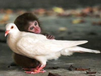 German army looks for alternative to animal testing