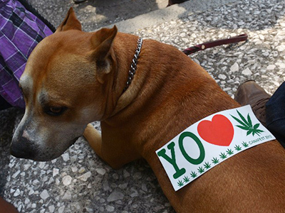 Germans say yes to dope; no to bestiality