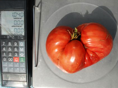 Bearing fruit, literally: Giant tomato wins farmer a car