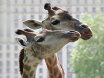 Giraffes wed in Brazil