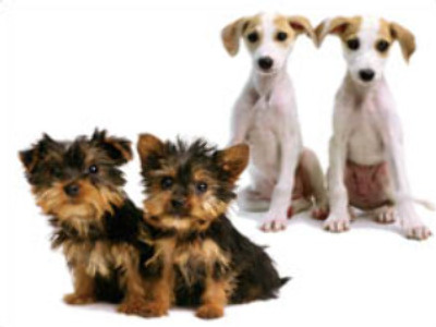 Give the dog a clone: boffins’ auction for copy of man’s best friend