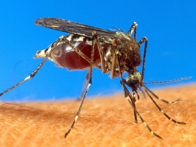 GM mosquitoes: Risky experiment or life saver?