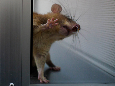 Rat reality show: Russian scientists to broadcast GMO experiment